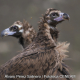 Buitre Negro en los Montes de Toledo