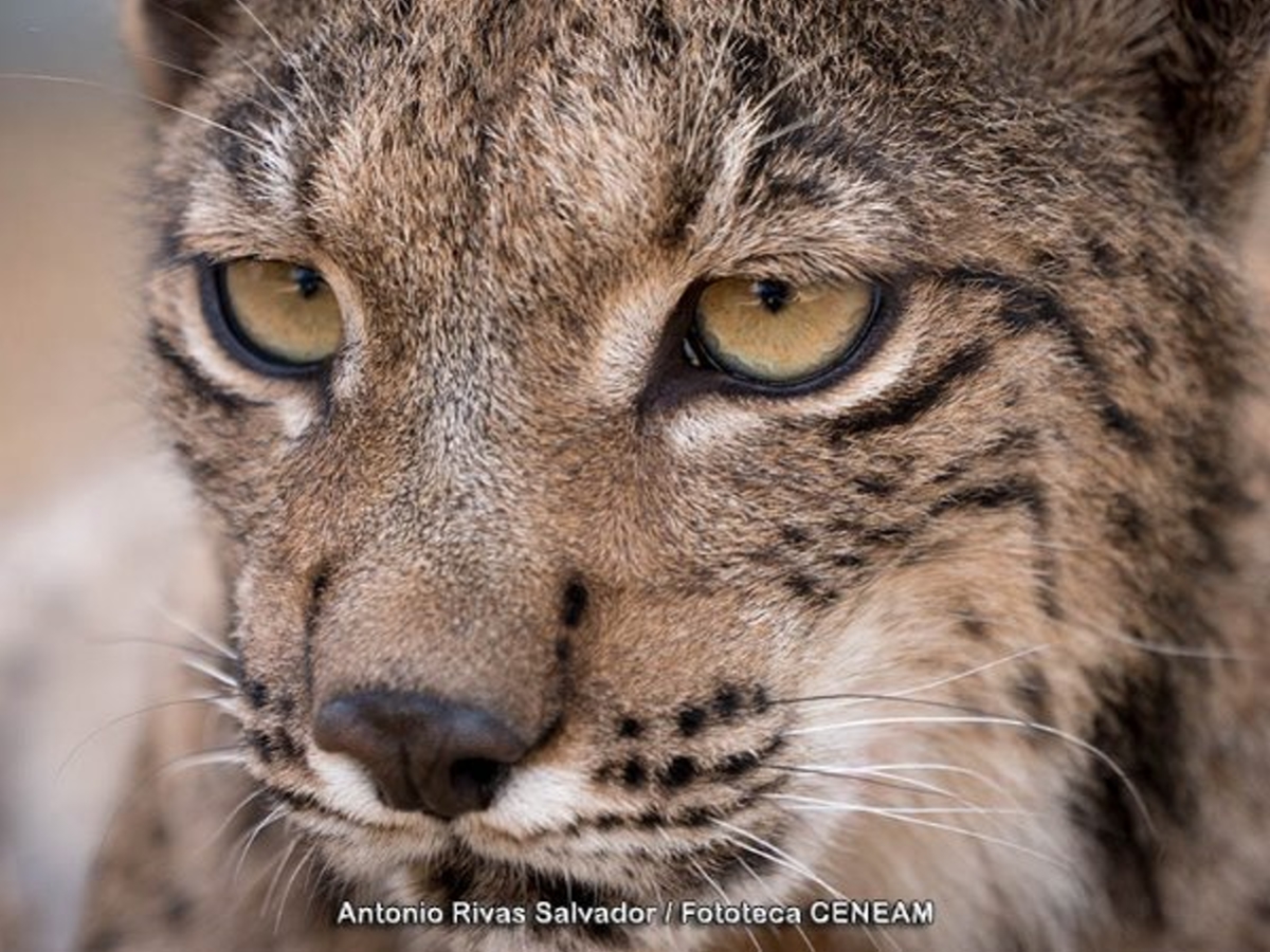 Lince Ibérico en los Montes de Toledo