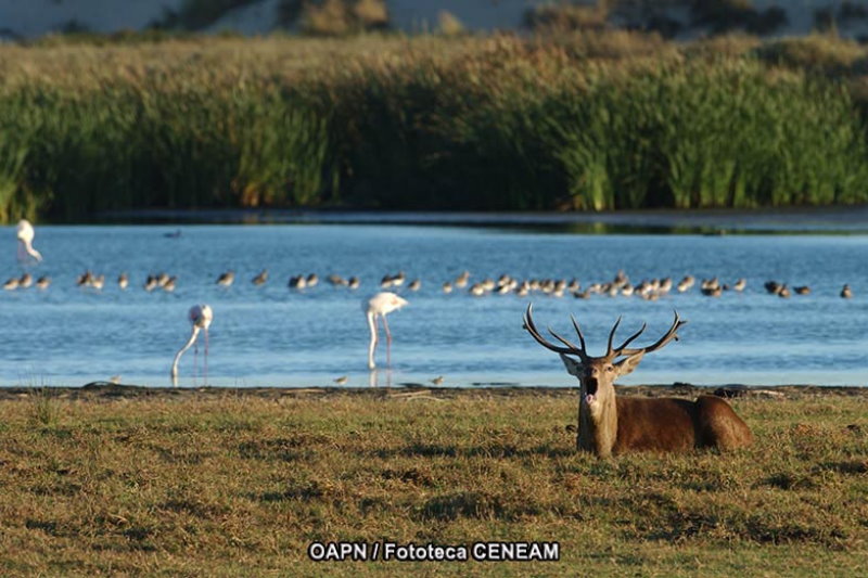 Venado en los Montes de Toledo