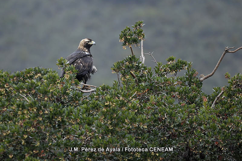 Águila Imperial en los Montes de Toledo