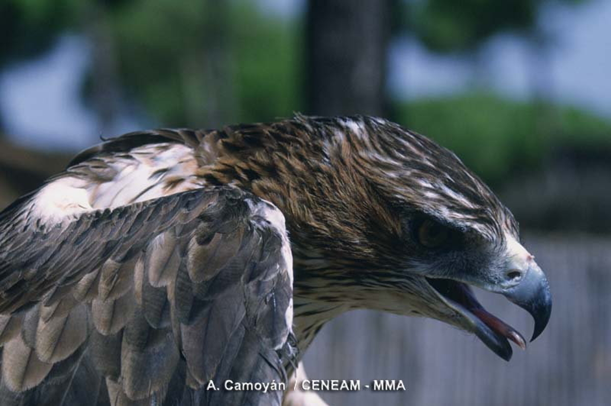Águila Perdicera en los Montes de Toledo