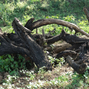 Alcornoque de la Milagra