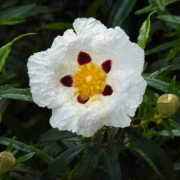 Jara Pringosa en Montes de Toledo