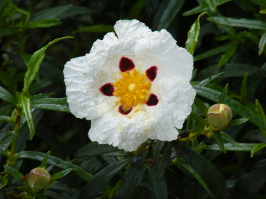 Jara Pringosa en Montes de Toledo