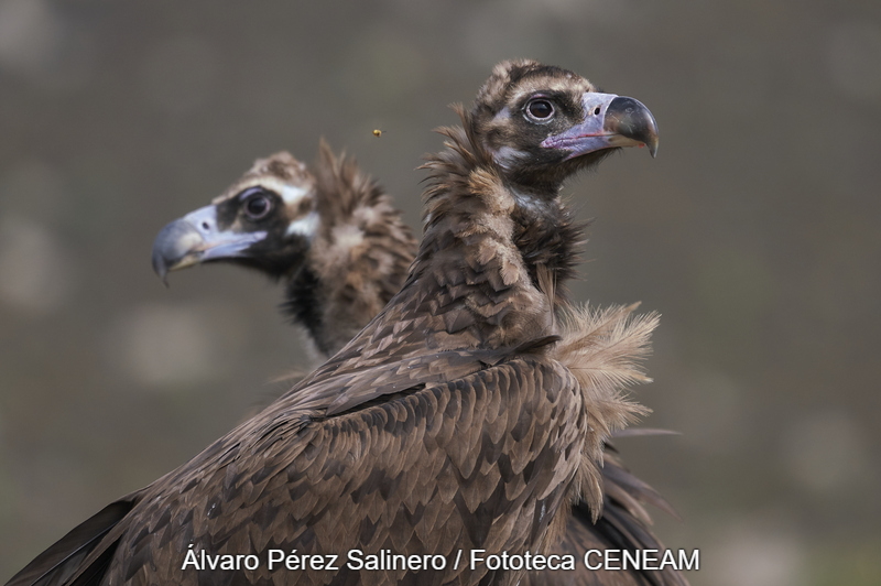 Liberan un ejemplar de Buitre Negro en los Montes de Toledo