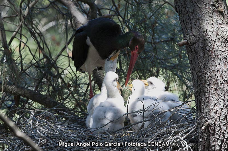 Cigüeña Negra en los Montes de Toledo