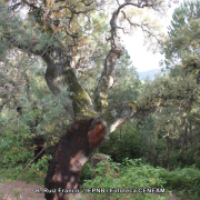 Alcornoque de la Milagra