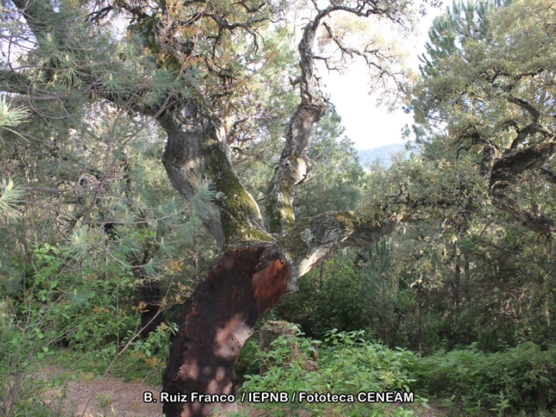 Alcornoque de la Milagra