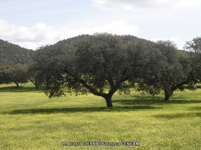 Encina - Casa Rural Finca los Pájaros - Montes deToledo