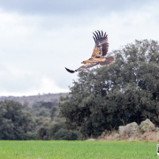 Finca el Borril en Polán, Toledo