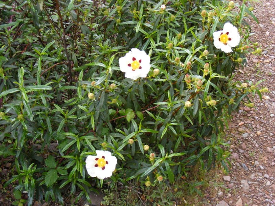 Jara Pringosa el Chorro, Finca