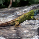 Lagarto Verdinegro en los Montes de Toledo