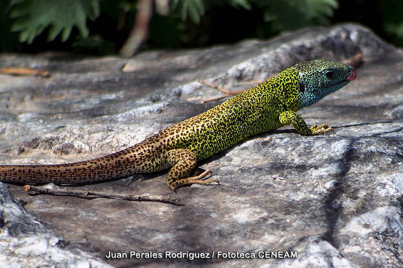 Lagarto Verdinegro en los Montes de Toledo