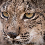 Nacen cinco linces ibéricos en los Montes de Toledo