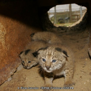 Nacimiento Lince Ibérico Montes de Toledo