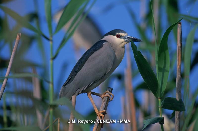 Martinete en los Montes de Toledo