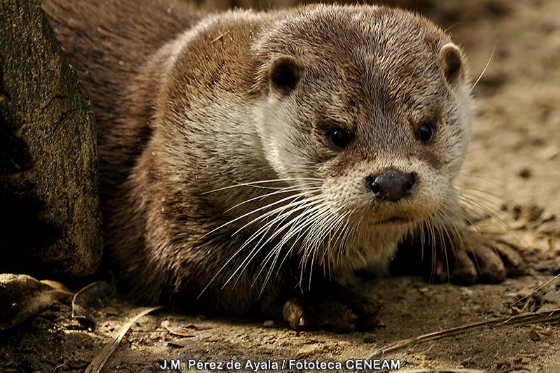 Nutria Montes de Toledo
