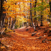 Otoño Finca los Pájaros - Casa Rural en los Montes de Toledo