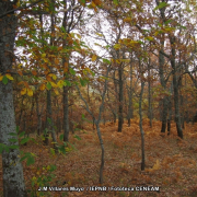 Otoño en los Montes de Toledo
