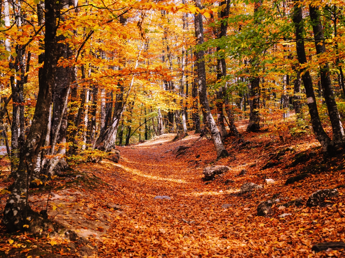 Otoño Finca los Pájaros - Casa Rural en los Montes de Toledo