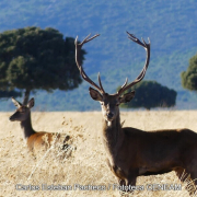 Parque Nacional de Cabañeros