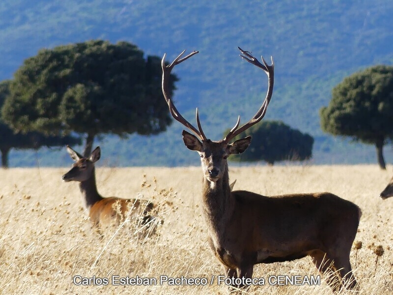 Parque Nacional de Cabañeros