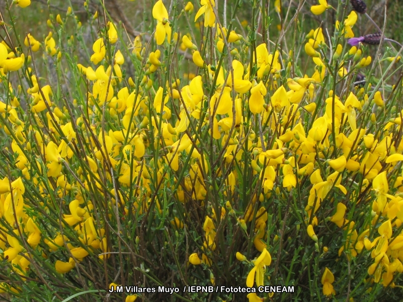 Retama - Casa Rural Finca los Pájaros - Montes deToledo