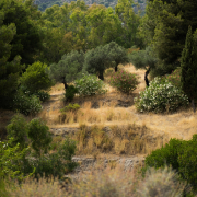 Ruta de Senderismo Árboles Singulares de Navahermosa