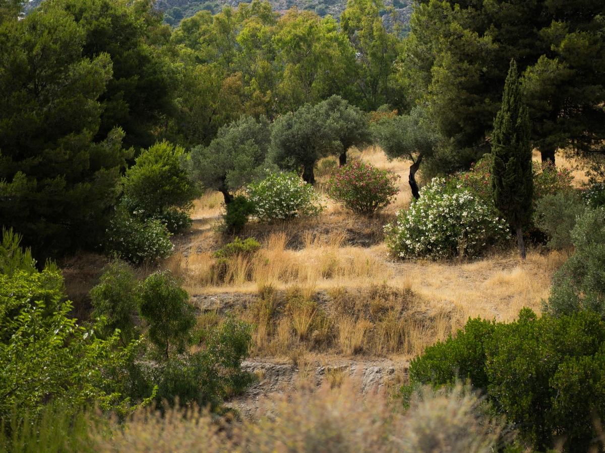 Ruta de Senderismo Árboles Singulares de Navahermosa
