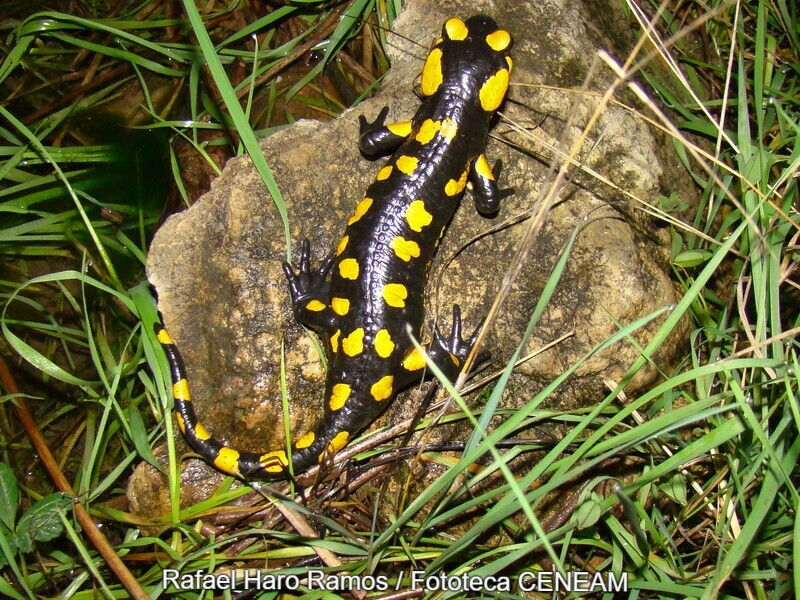 Salamandra Montes de Toledo